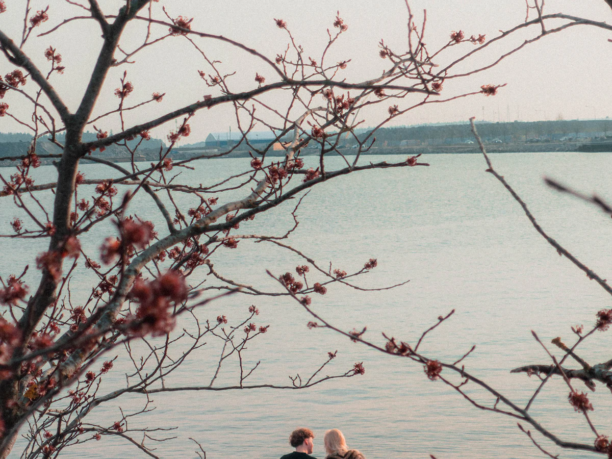 Two people sitting by the sea in Helsinki beneath blossoming branches